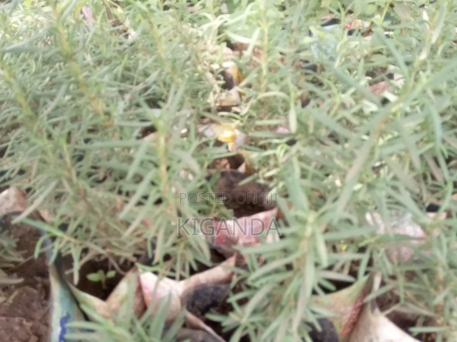 Seedlings of Herbs and Spices