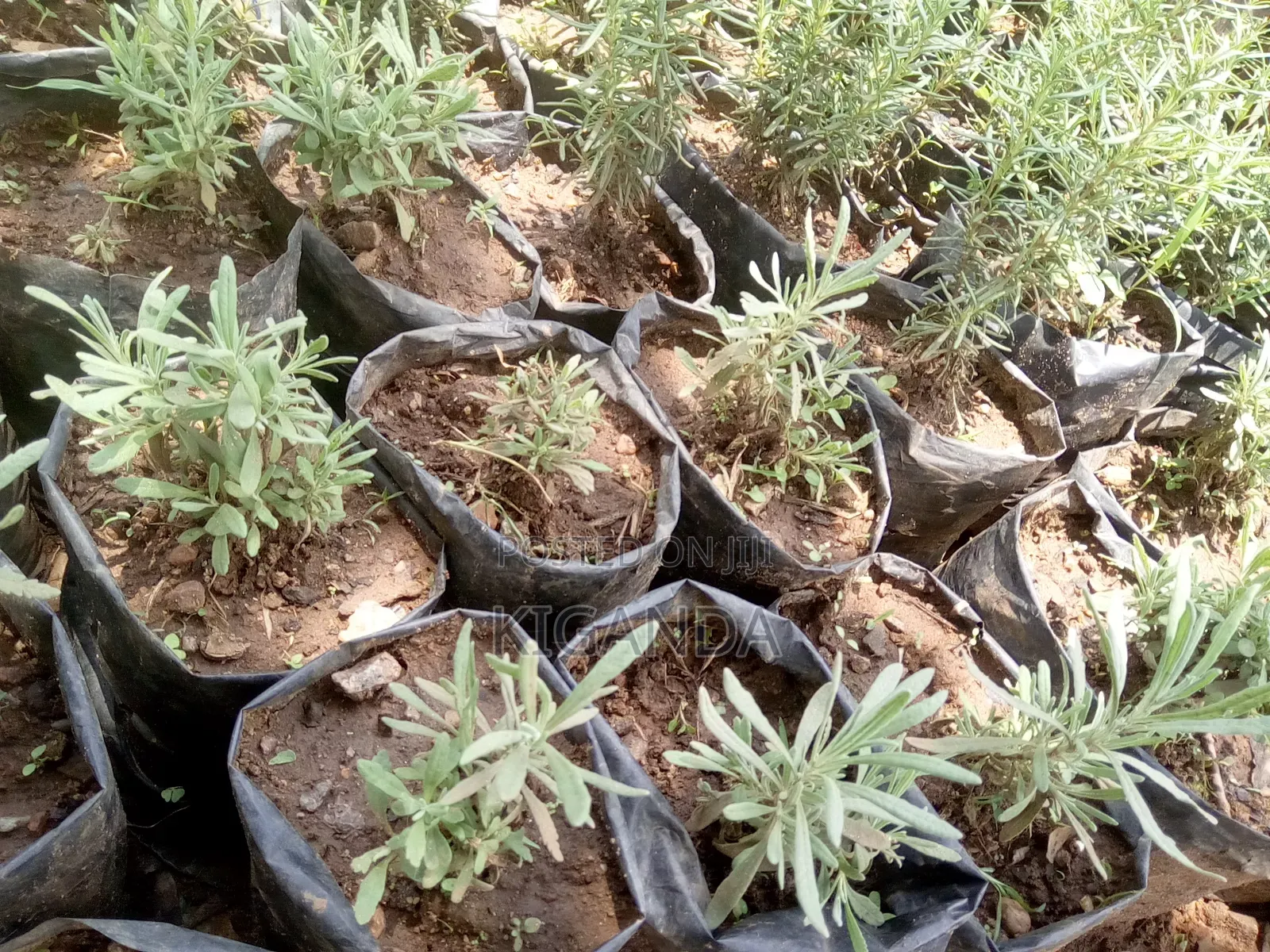 Seedlings of Herbs and Spices