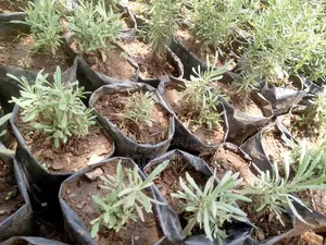 Seedlings of Herbs and Spices