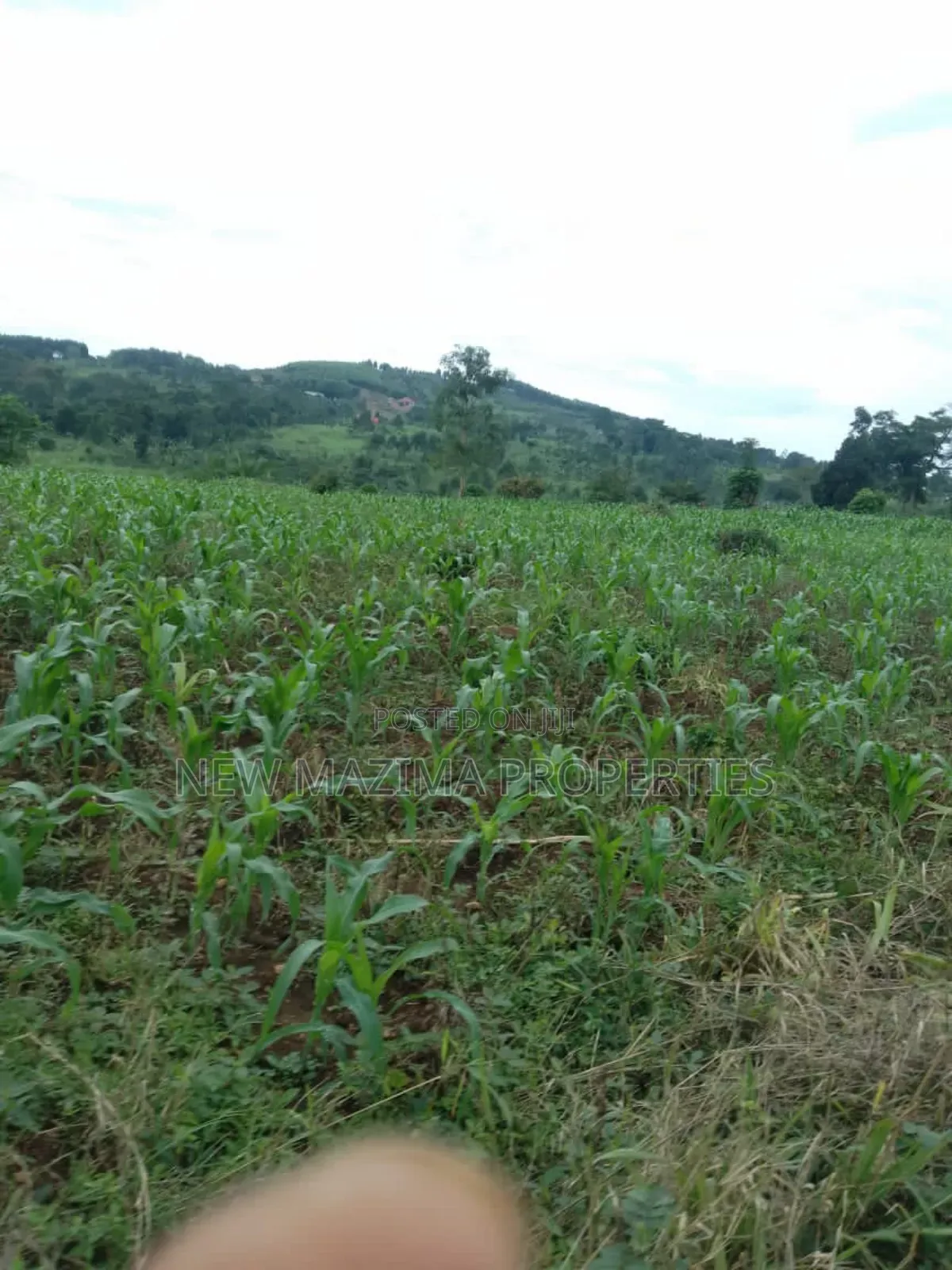 20 Acres on Forced Sale on Mityaana Rd Kikonge Mpiringwe Title in Bank