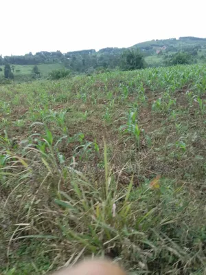 20 Acres on Forced Sale on Mityaana Rd Kikonge Mpiringwe Title in Bank