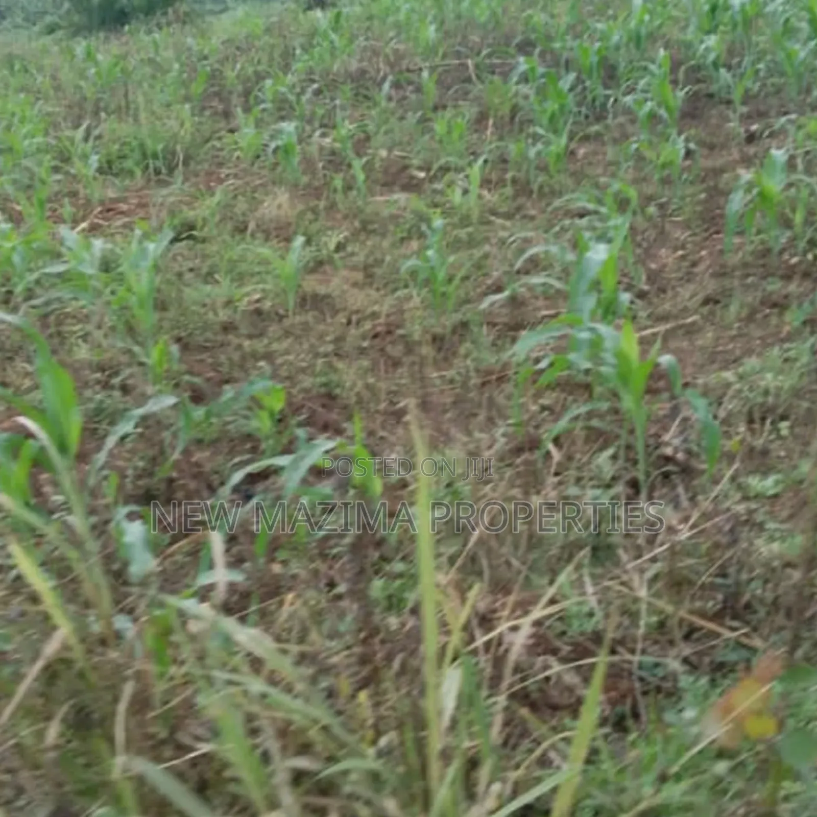 20 Acres on Forced Sale on Mityaana Rd Kikonge Mpiringwe Title in Bank