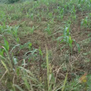 20 Acres on Forced Sale on Mityaana Rd Kikonge Mpiringwe Title in Bank