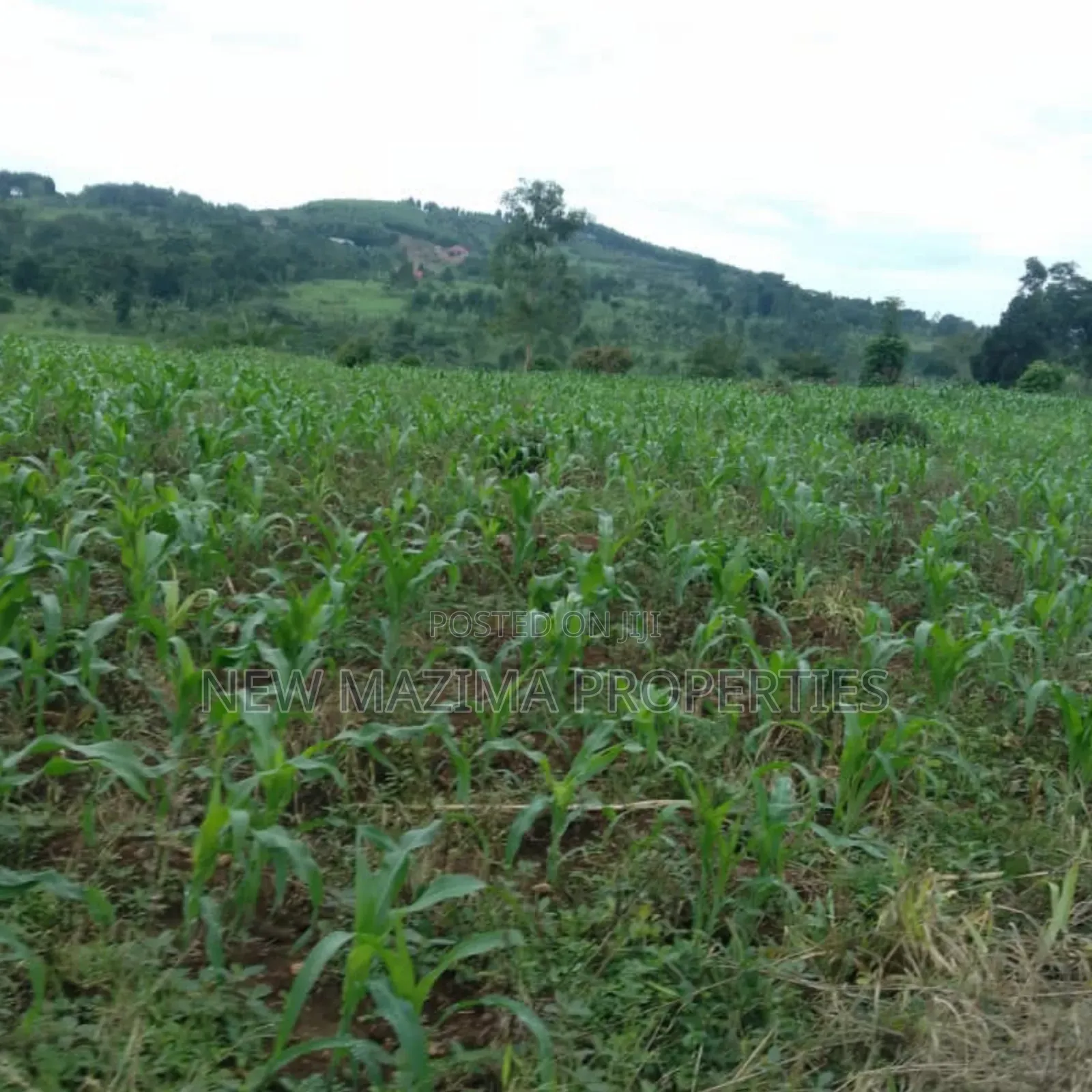 20 Acres on Forced Sale on Mityaana Rd Kikonge Mpiringwe Title in Bank