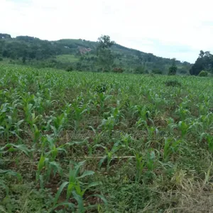 20 Acres on Forced Sale on Mityaana Rd Kikonge Mpiringwe Title in Bank