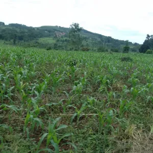 20 Acres on Forced Sale on Mityaana Rd Kikonge Mpiringwe Title in Bank