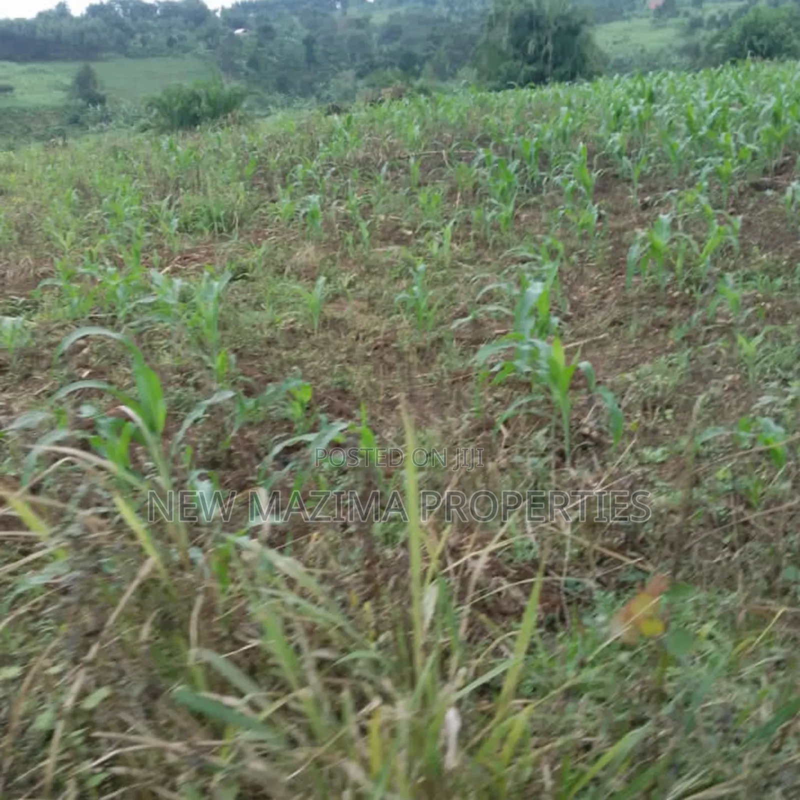 20 Acres on Forced Sale on Mityaana Rd Kikonge Mpiringwe Title in Bank