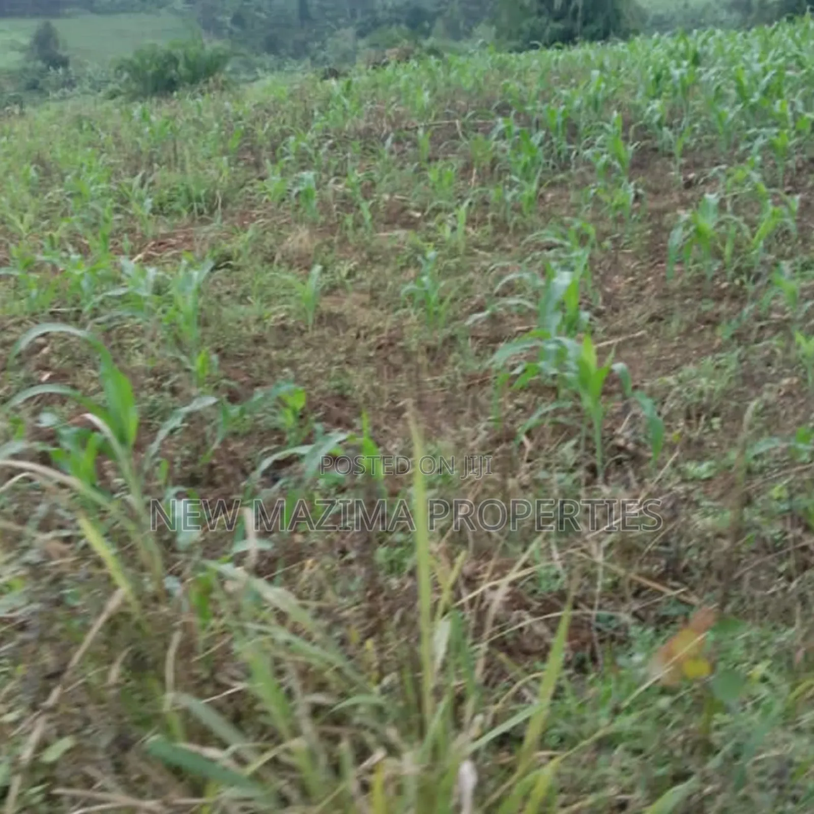 20 Acres on Forced Sale on Mityaana Rd Kikonge Mpiringwe Title in Bank