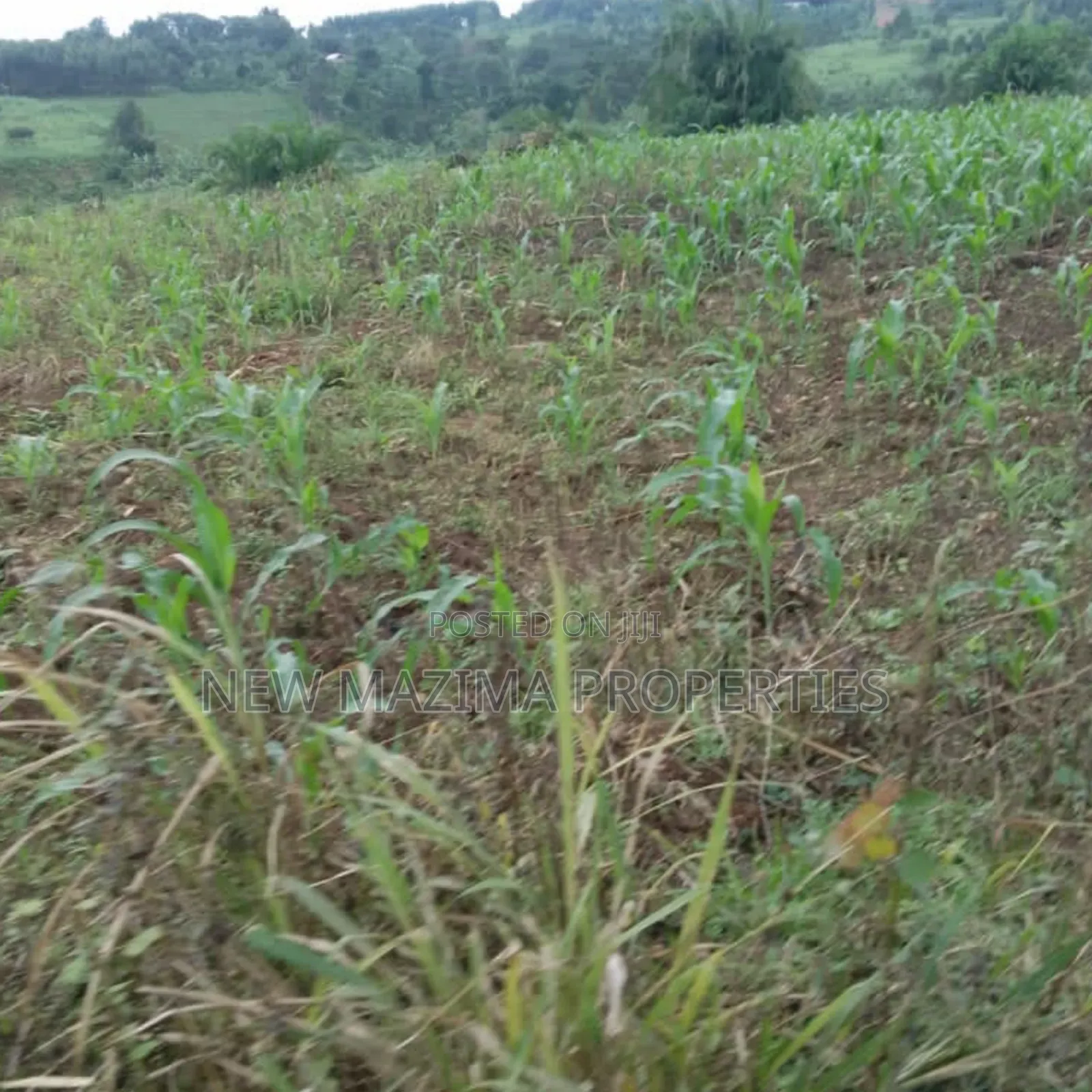 20 Acres on Forced Sale on Mityaana Rd Kikonge Mpiringwe Title in Bank