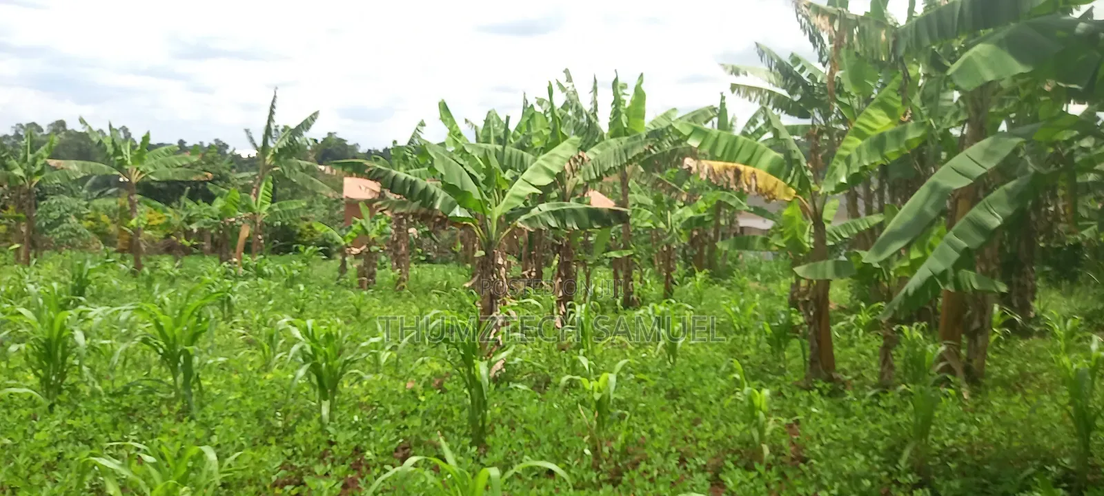 Titled Plot for Sale 50x100ft
