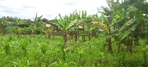 Titled Plot for Sale 50x100ft