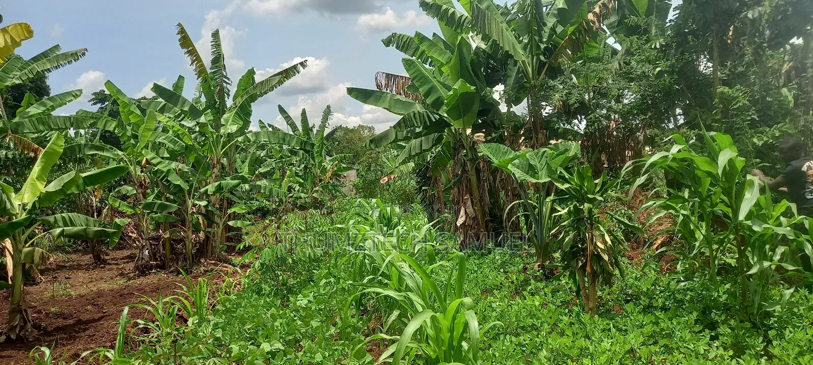 Titled Plot for Sale 50x100ft