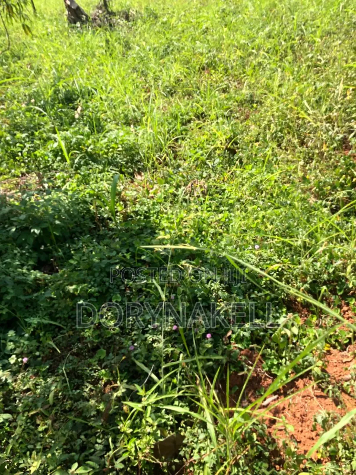 44 Acres in Luwero at 15m Each