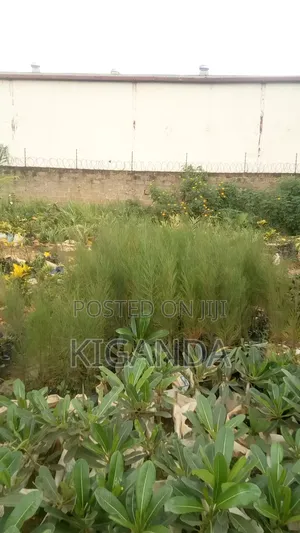 Simple Compound Trees and Shrubs