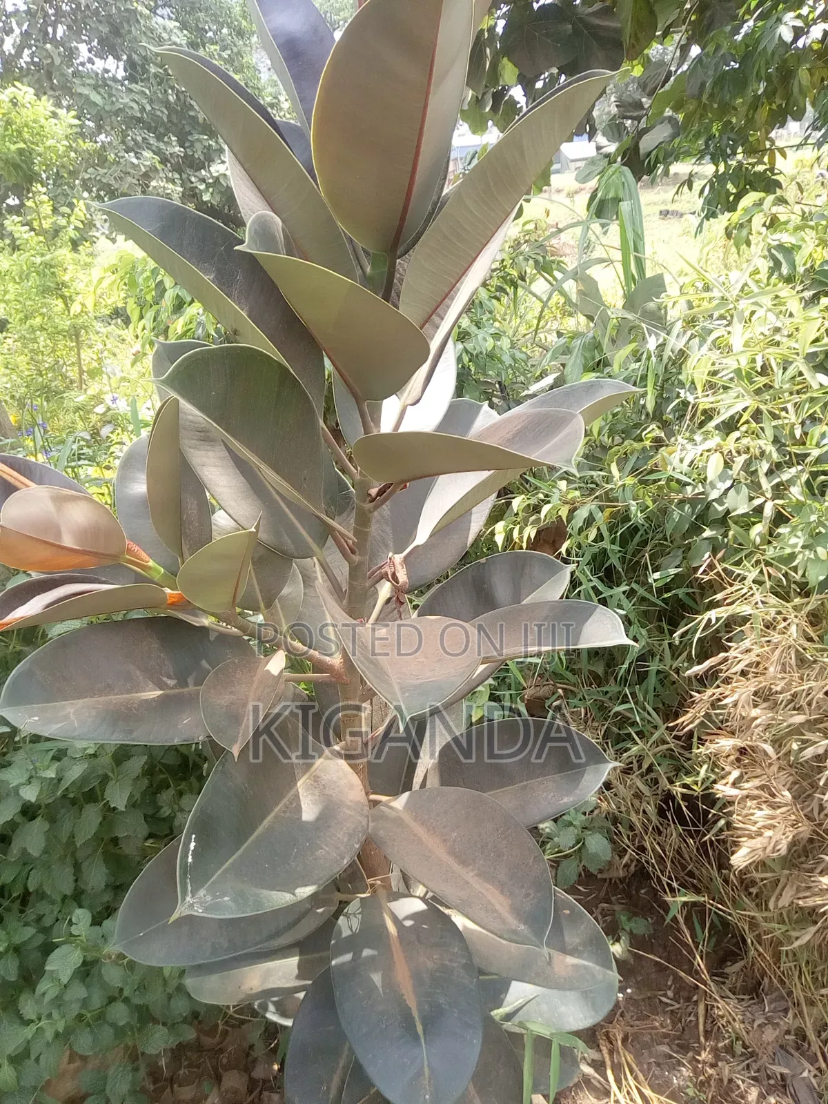 Simple Compound Trees and Shrubs