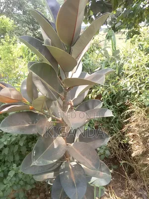 Simple Compound Trees and Shrubs
