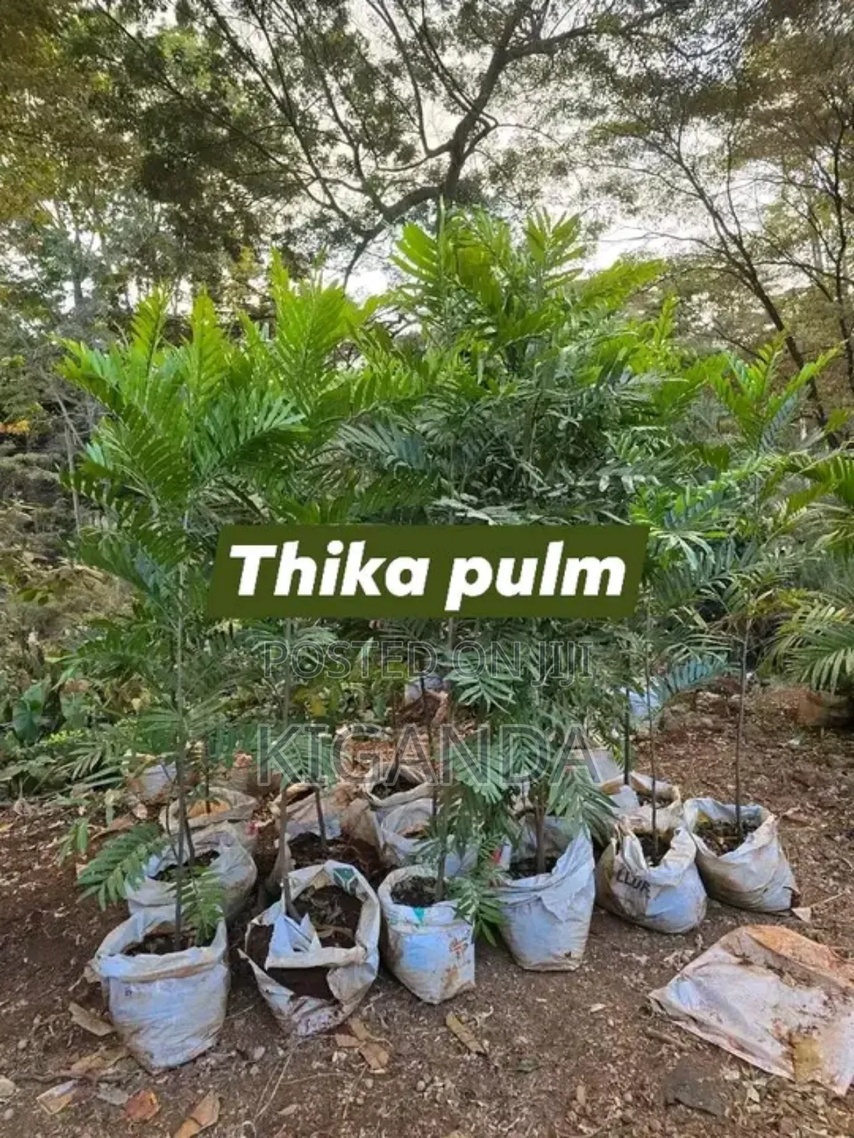 Simple Compound Trees and Shrubs