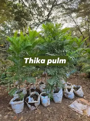 Simple Compound Trees and Shrubs