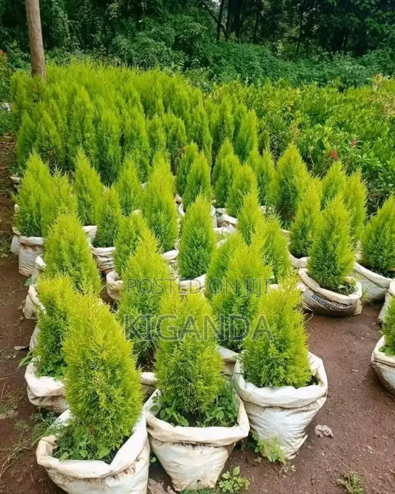 Simple Compound Trees and Shrubs