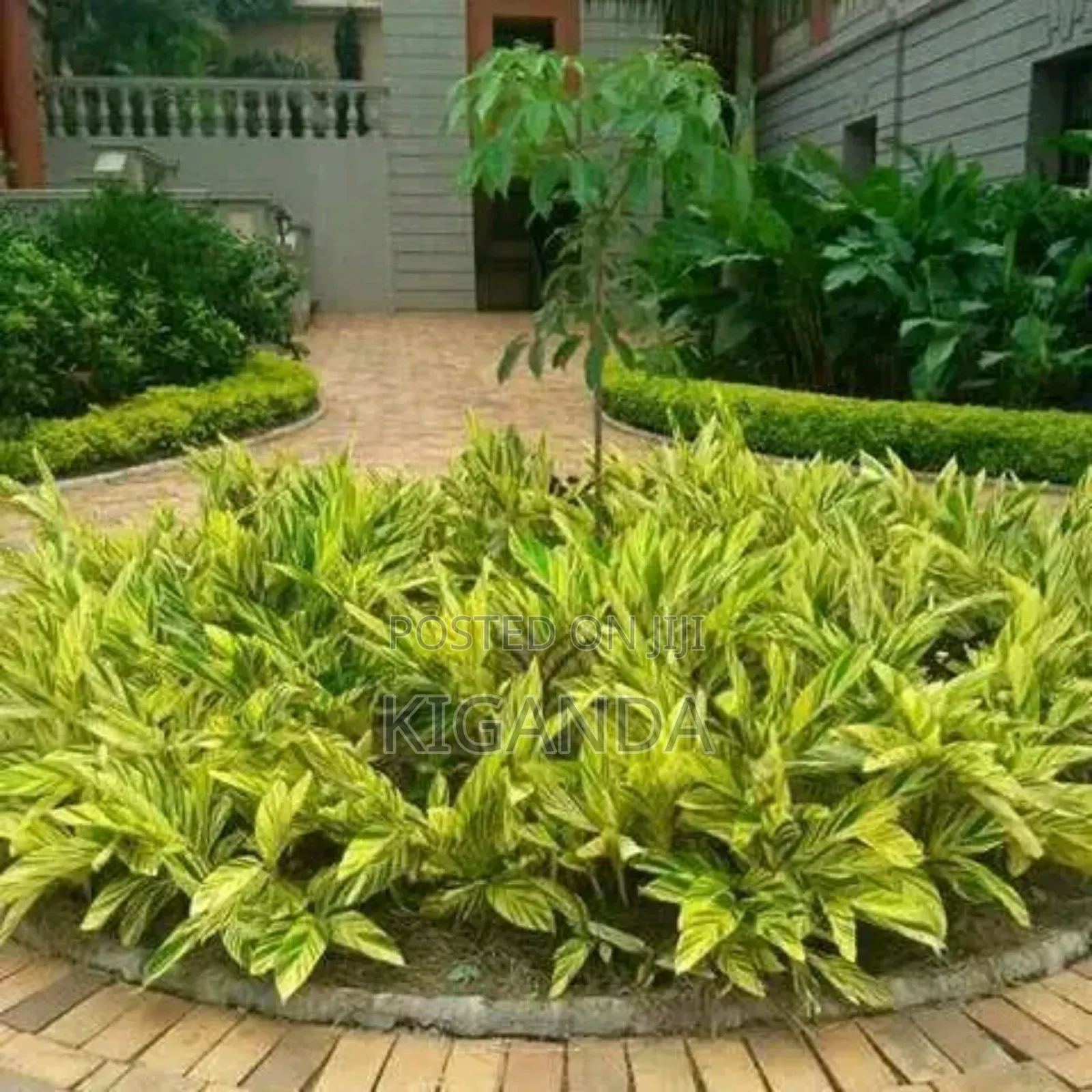 Simple Compound Trees and Shrubs