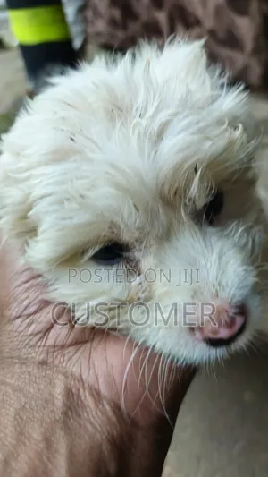 1-3 months Male Purebred Maltese