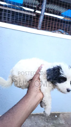 1-3 months Male Purebred Maltese