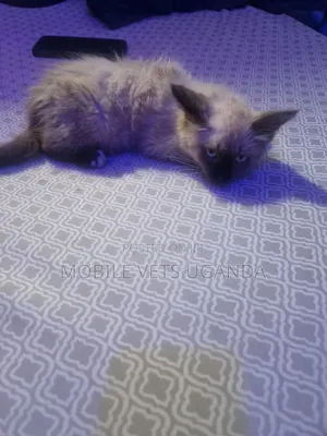 1-3 months Female Purebred Bombay