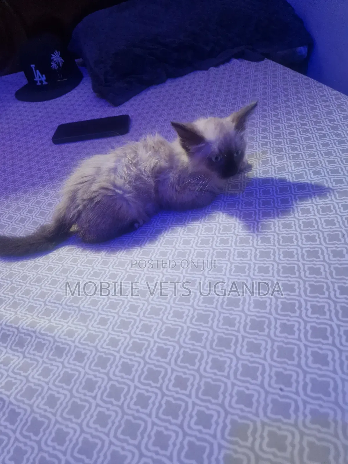 1-3 months Male Purebred Exotic