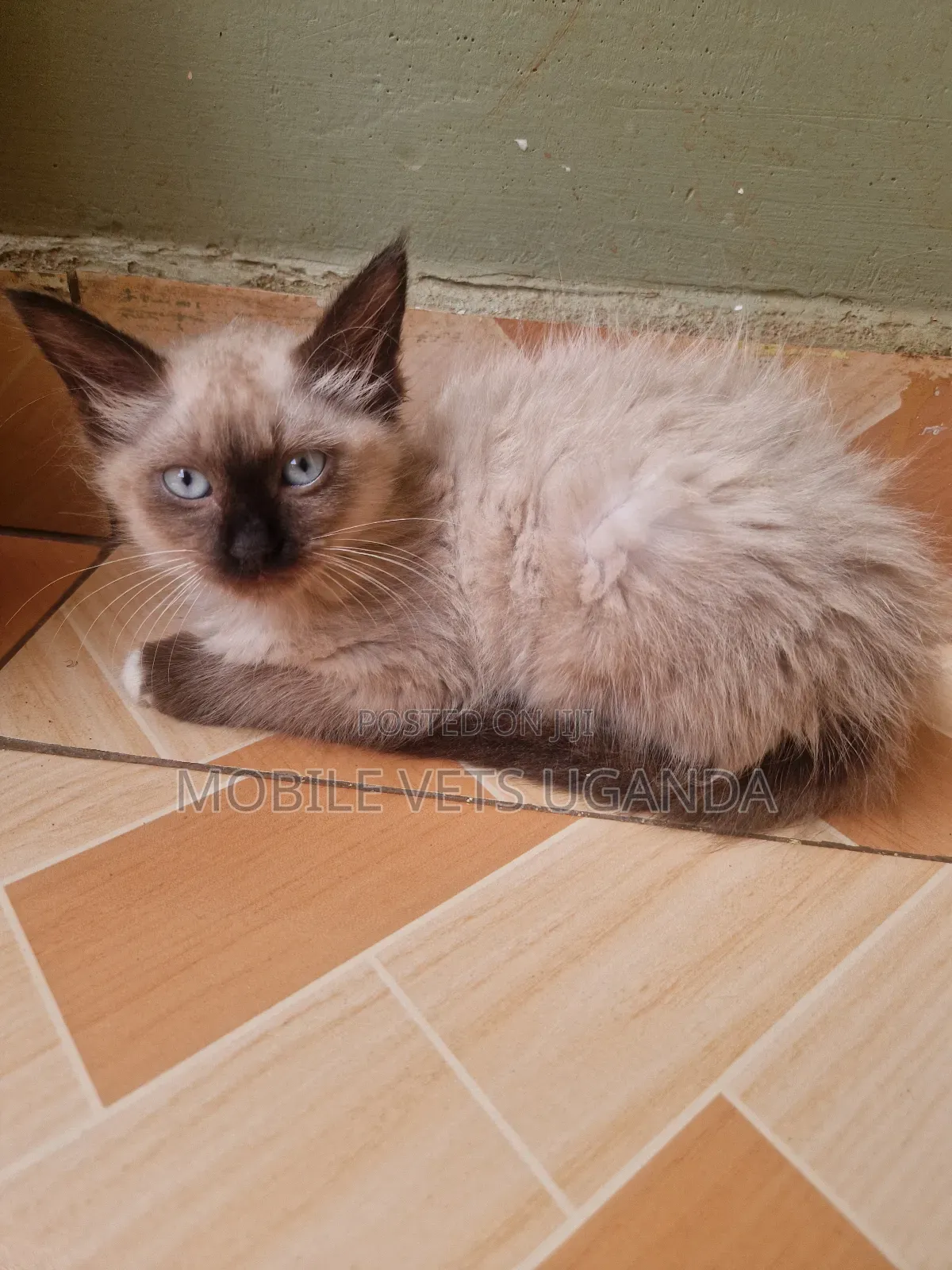 1-3 months Male Purebred Abyssinian