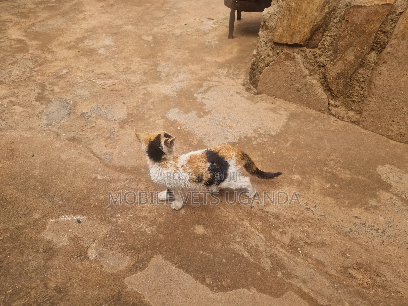 1-3 months Female Purebred Bombay