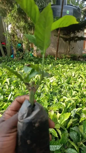 Kr Coffee Seedlings.