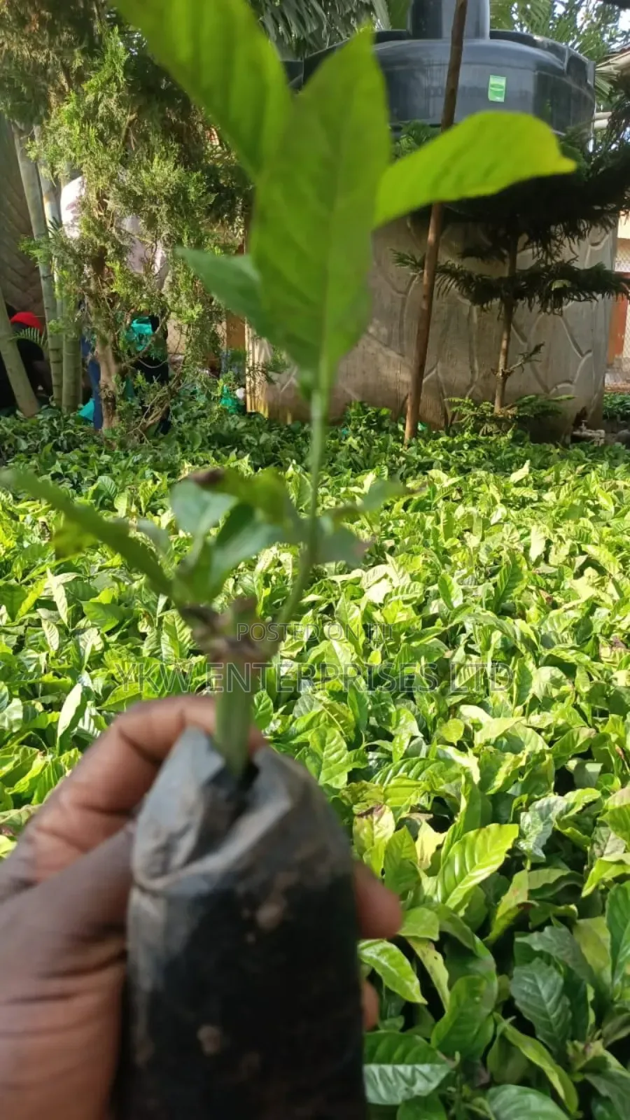 Kr Coffee Seedlings.