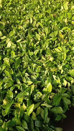 Kr Coffee Seedlings.