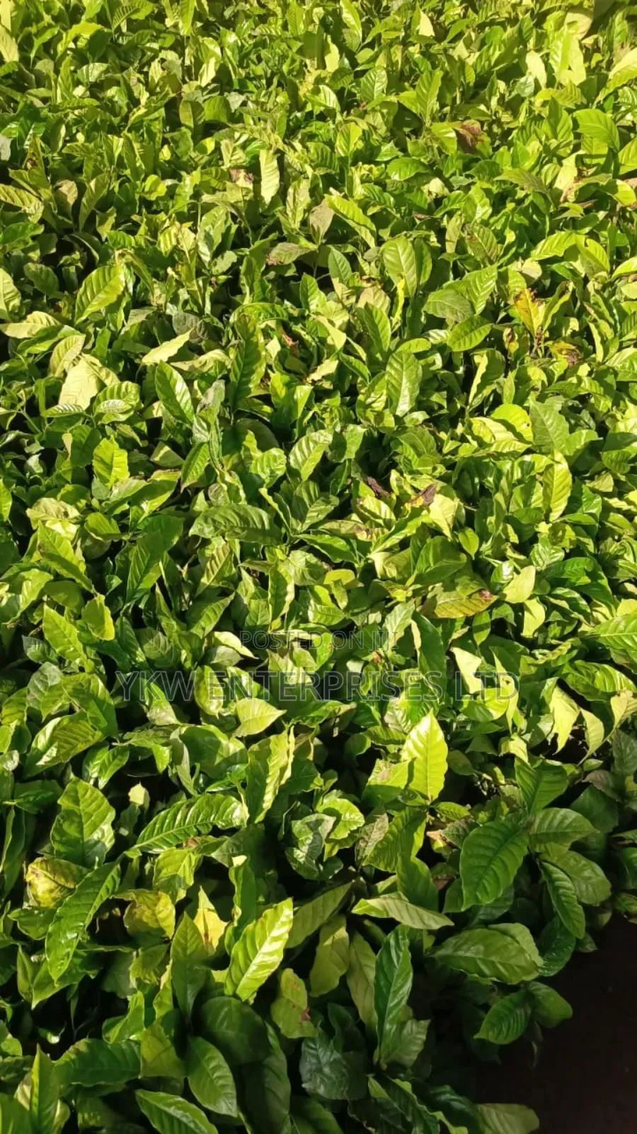 Kr Coffee Seedlings.