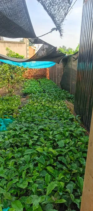 Kr Coffee Seedlings.