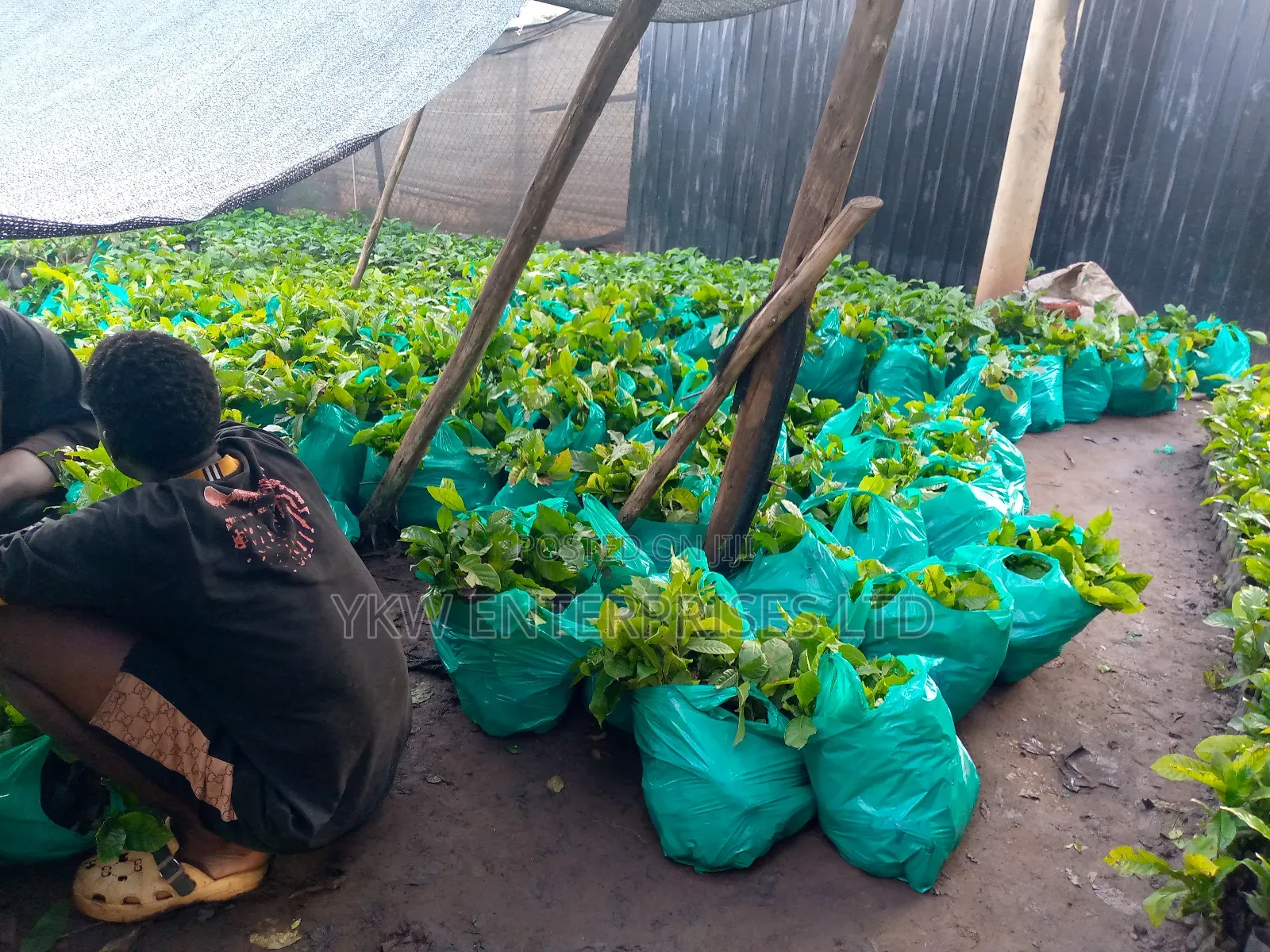 Kr Coffee Seedlings.