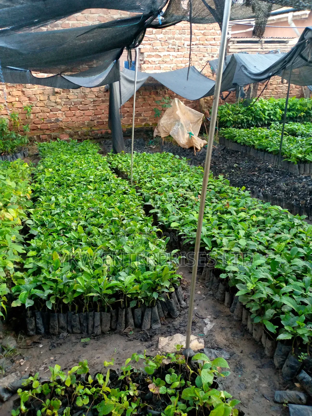 Kr Coffee Seedlings.