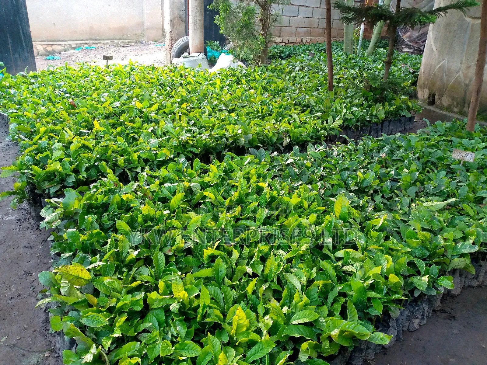 Kr Coffee Seedlings.