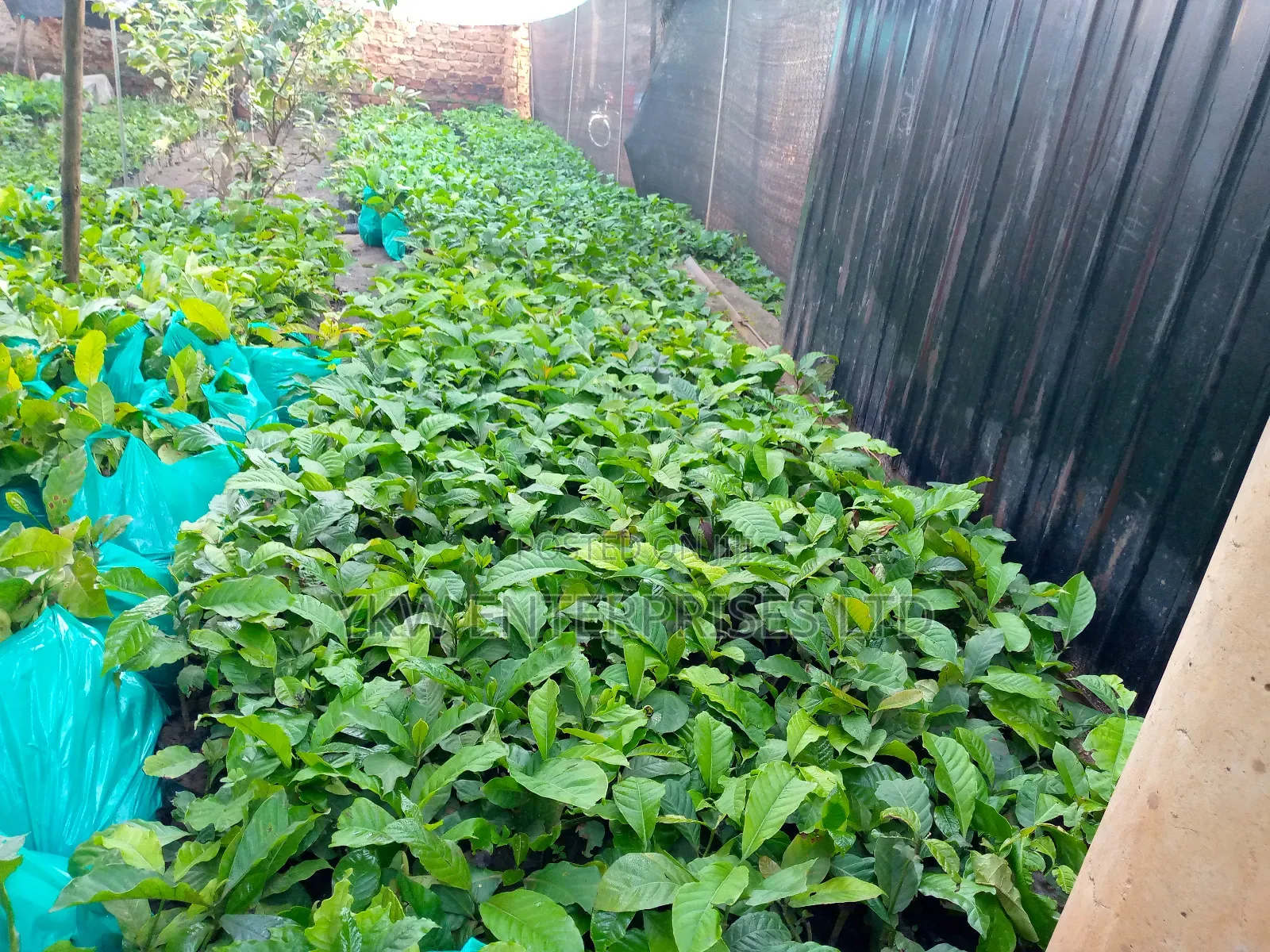 Kr Coffee Seedlings.