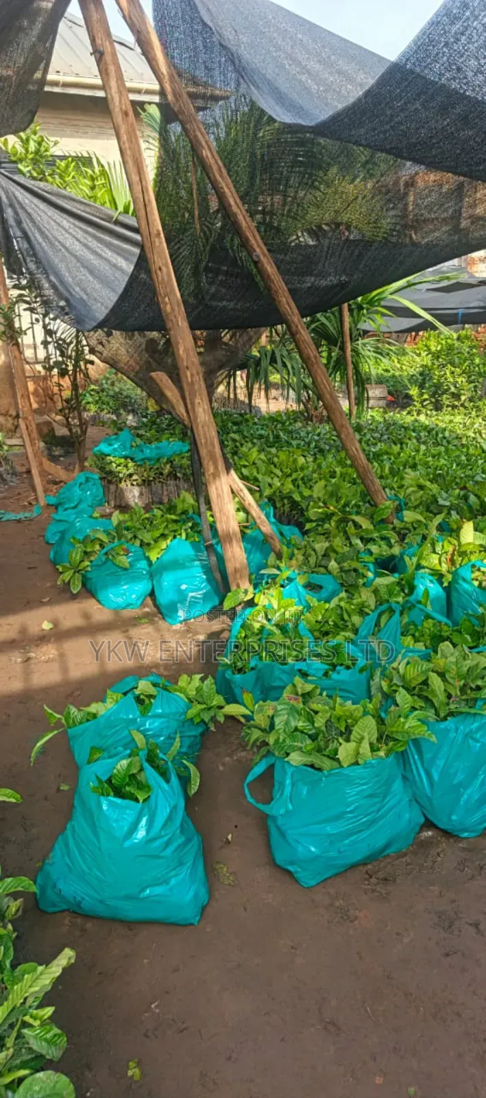 Kr Coffee Seedlings.