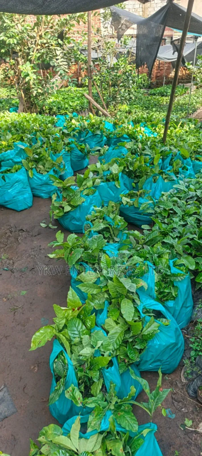 Kr Coffee Seedlings.