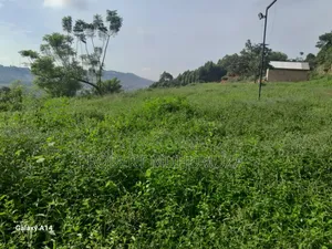 Land.On Zale