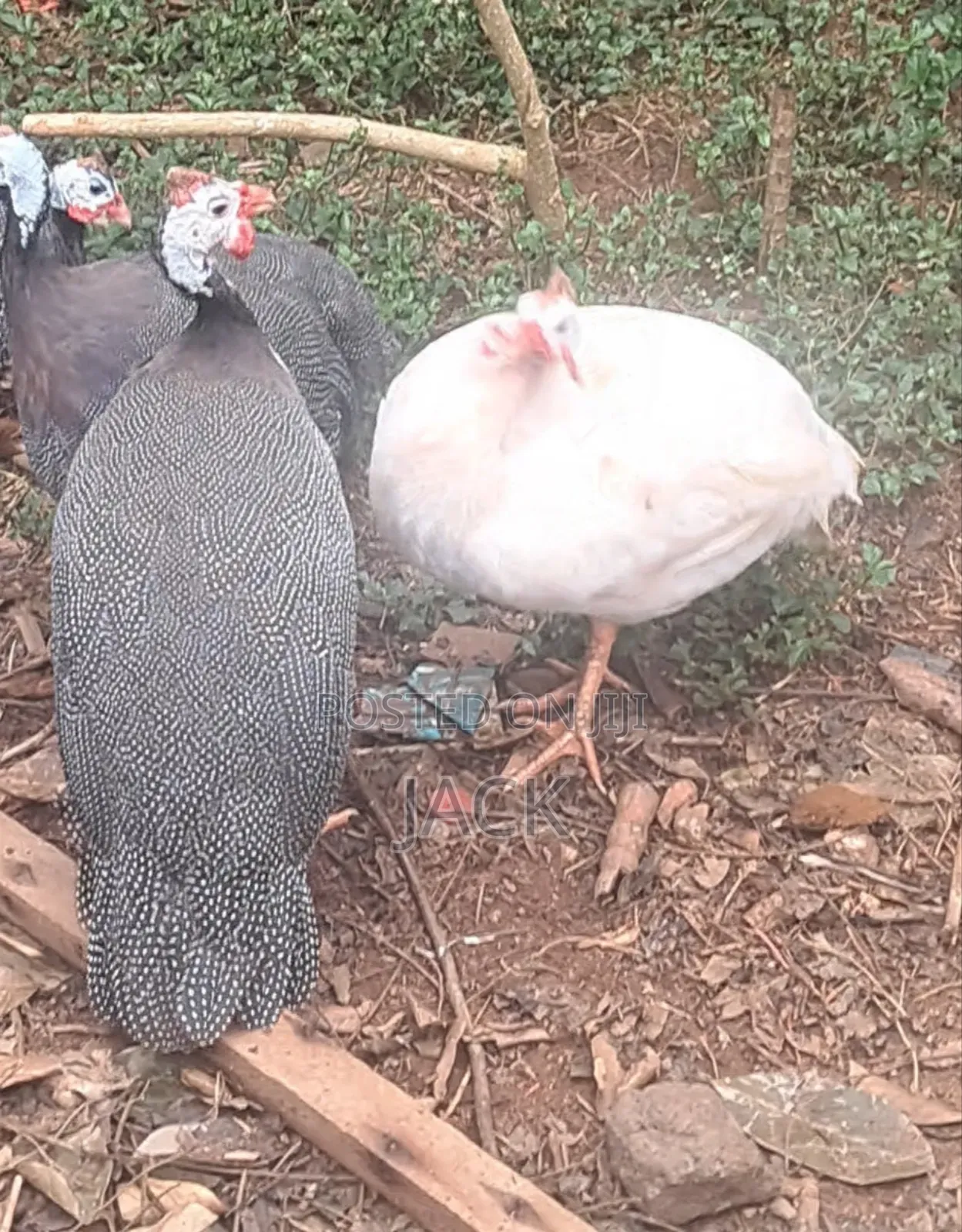 White Guinea Fowl