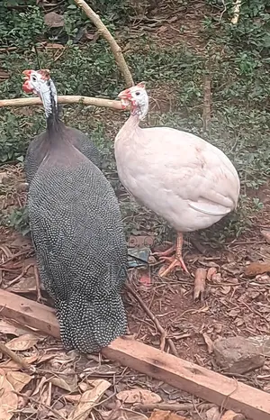 White Guinea Fowl