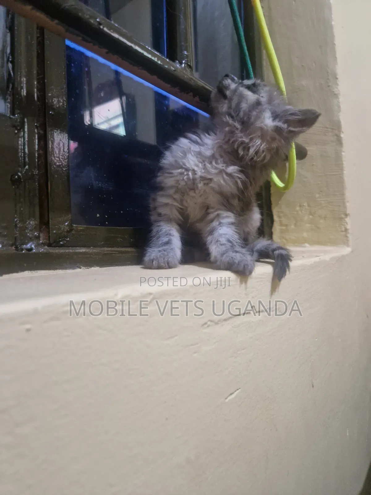 0-1 month Male Purebred American Curl