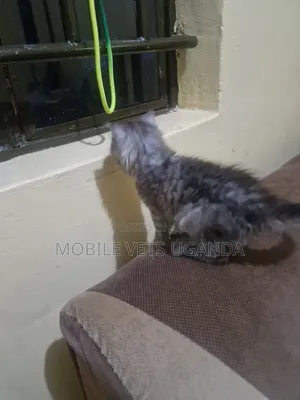 1-3 months Female Purebred American Shorthair