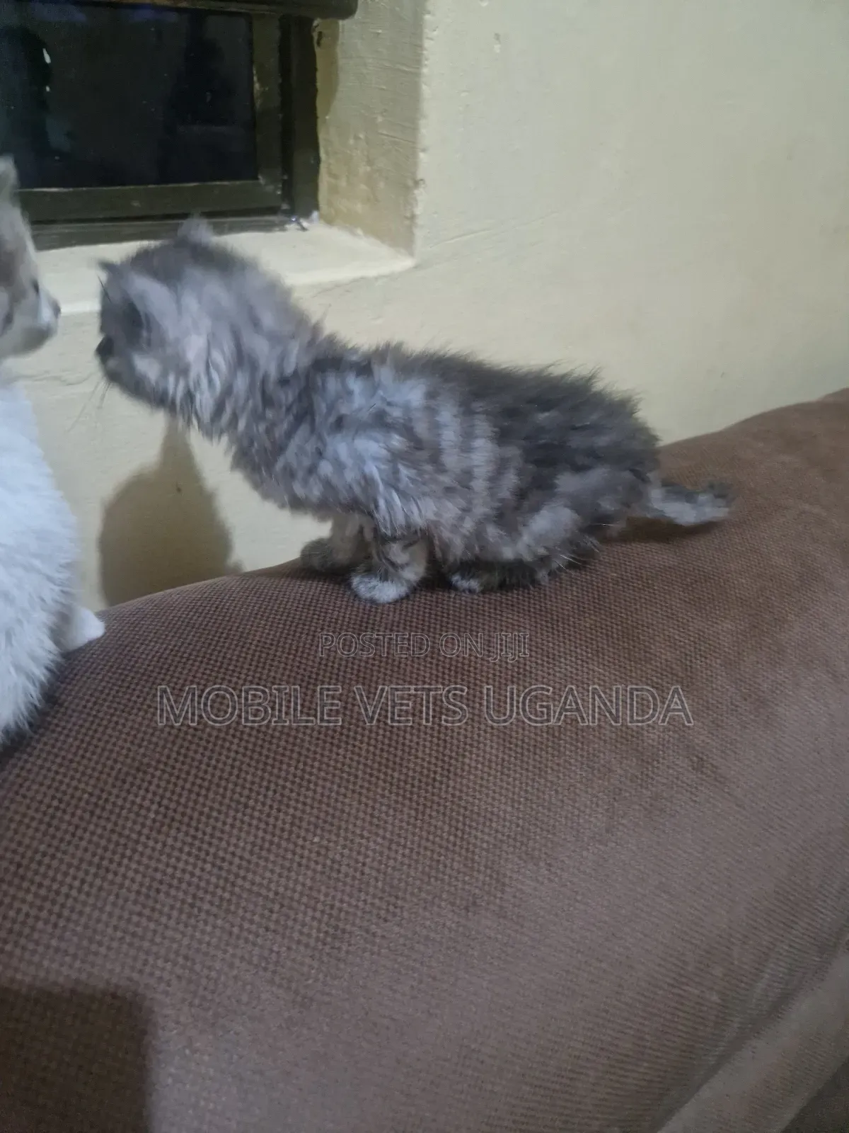 1-3 months Female Purebred Ragdoll