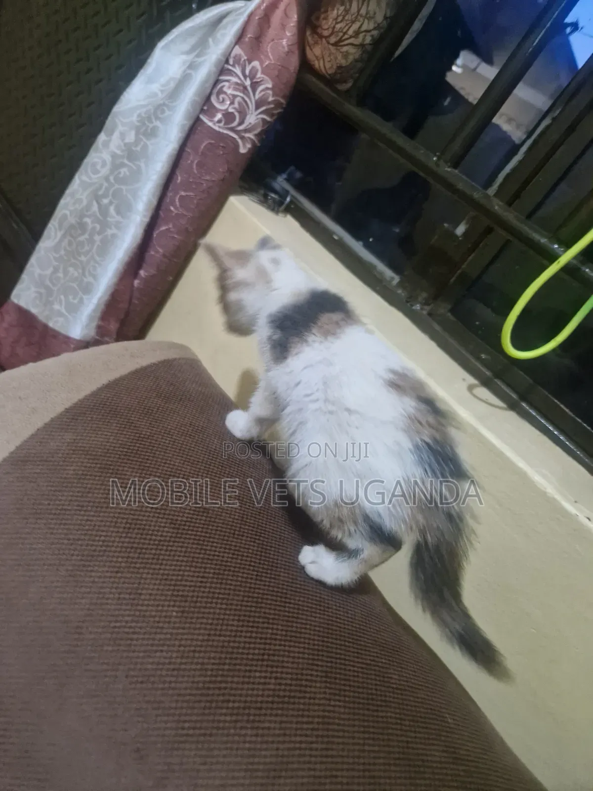 1-3 months Female Purebred Balinese