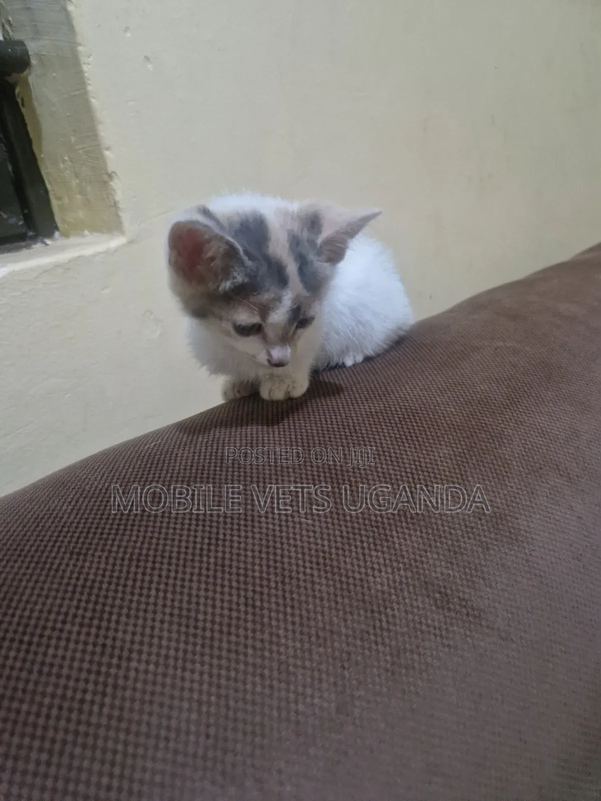 1-3 months Male Purebred Tabby