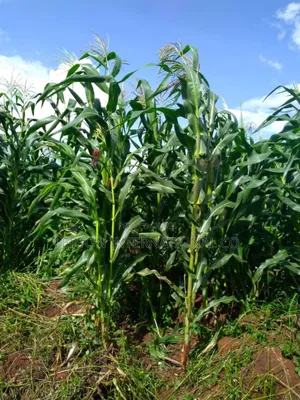 20acres for Sale in Nakaseke Gud for Residentials,Farming,Schls